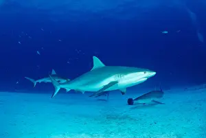 Bait Prints: Caribbean reef shark Carcharhinus perezi Bahamas Atlantic Ocean
