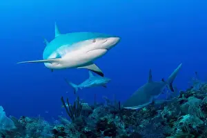 Chondrichthyes Prints: Several Caribbean reef sharks (Carcharhinus perezi), Jardines De La Reina, Cuba
