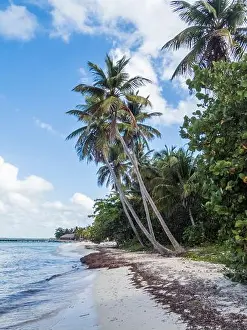 Starfish Prints: Caribbean Sea - Dominican Republic - on the Isla Saona - Catuano at the Playa Bonita