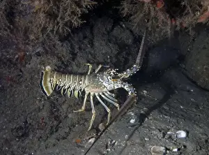 Lobster Prints: Caribbean Spiny Lobster (Panulirus argus) in Florida, USA