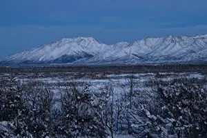 Caribou Prints: Caribou in field with snowy mountains in the background on a winter evening after sunset near Delta Junction