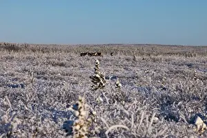 Caribou Prints: Caribou in icy field on a sunny winter day near Delta Junction, Alaska