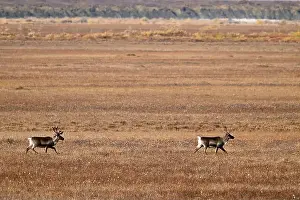 Caribou Prints: Two caribou run in the arctic tundra near Deadhorse in Alaska