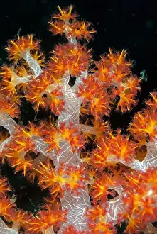 Dendronephthya Prints: Carnation Coral, Dendronephthya sp