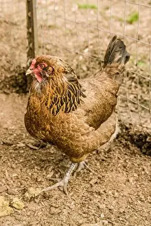 Paddock Prints: Carnation, Washington, USA. Ameraucana hen walking in an outside pen