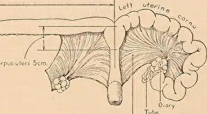 Bookyear1902 Prints: Carnegie Institution of Washington publication