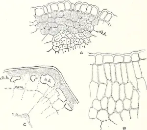 Environmental Science Prints: Carnegie Institution of Washington publication