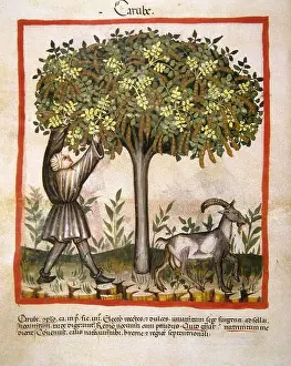 Rural Life Prints: Carob, 14th century. From Tacuinum Sanitatis Folio 14v, a medieval handbook on health
