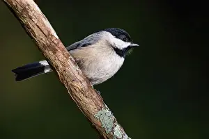 Tiny Bird Prints: A Carolina chickadee perched on a stick