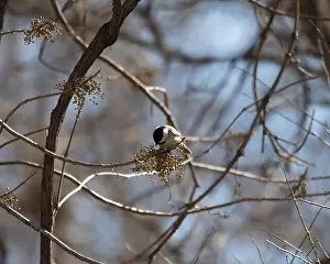 North American Wildlife Prints: Carolina chickadee (Poecile carolinensis) eating berries on branch, Austin, Texas, USA