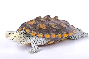 Terrapin Prints: Carolina diamondback terrapin, Malaclemys terrapin centrata