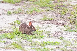 Cottontail Prints: Carolina Marsh rabbit (Sylvilagus palustris palustris) sitting in the dunes in Emerald Isle