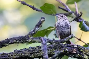 Carolina Prints: Carolina wren (Thryothorus ludovicianus) in autumn