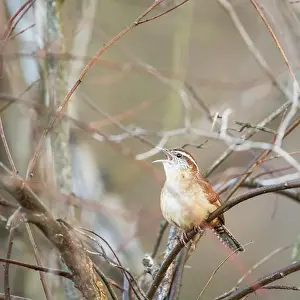 Refuge Prints: Carolina Wren (Thryothorus ludovicianus) in the Blackwater National Wildlife Refuge