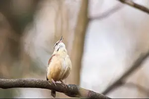 Refuge Prints: Carolina Wren (Thryothorus ludovicianus) calls sitting on a tree branch