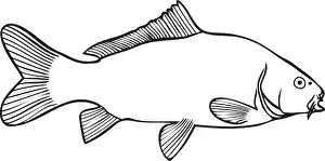 Bait Prints: Carp vector