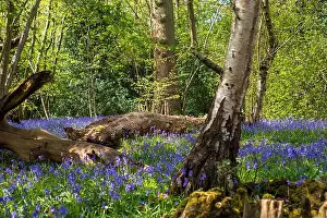 Uplifting Prints: Carpet of wild bluebells in woodland