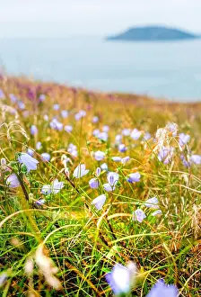 Clifftop Prints: A carpet of wildflowers on cliffs of Lleyn (Llyn) Peninsula with Bardsey Island in distance