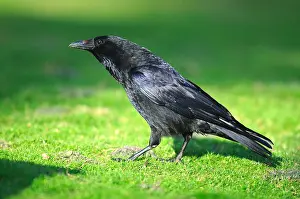Corvid Prints: A carrion crow on grass in sunlight UK