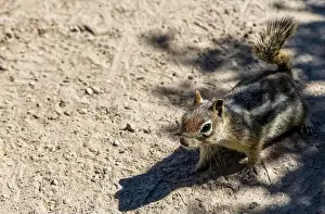 Chipmunk Prints: A Cascade Golden-mantled Ground Squirrel in Rocky Mountains, Colorado