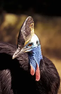Color Photography Prints: Casoar a casque bird