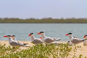 Wetlands Prints: Caspian Terns (Hydroprogne caspia) at breeding colony on Ile des Oiseaux in the Parc National du Delta du Saloum