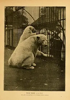 Nomenclature Prints: Cassell's natural history (Page 171) (6904729770)