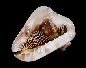 Cassis Tuberosa Prints: Cassis tuberosa or king helmet shell on black background