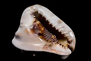 Cassis Tuberosa Prints: Cassis tuberosa or king helmet shell on black background