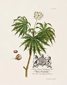 Plant Stem Prints: Castor Oil Plant. Botanical illustration from the 18th century by Ehret