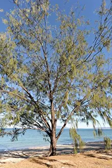 Queensland Prints: Casuarina tree, also known as Whistling Pine