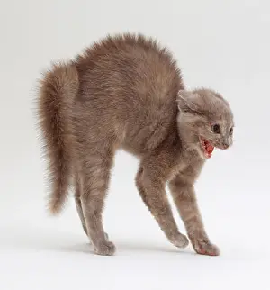 Hissing Prints: Cat arching its back and hissing, close-up, side view