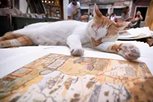 Northern Italy Prints: A cat in the bookshop, Libreria Acqua Alta in Venice, Veneto, Italy, Europe