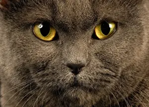 Domestic Cat Prints: cat, cats