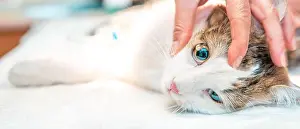 Repairing Prints: cat eye examination. drip drug into the eye. intervention in veterinary clinic
