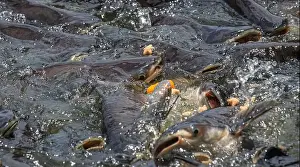 Angling Prints: cat fish, Wat Nang sao, Samut Sakhon, Thailand