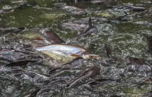 Angling Prints: cat fish, Wat Nang sao, Samut Sakhon, Thailand