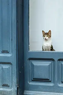 Cats Prints: A cat looking at the street, Bagneres de Bigorre, Haute Garonne, France