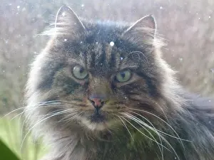 Whiskers Prints: Cat looks through window and hypnotises its master
