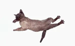 Domestic Cat Prints: A cat in mid-air