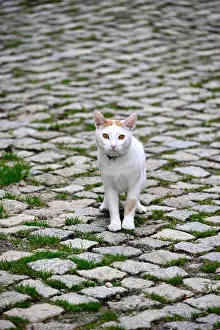 Natural Preserve Prints: Cat in Montesinho in Parque Natural Montesinho near Braganca