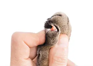 Check Up Prints: Cat nail injury inspected by veterinary or owner