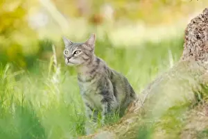 Smelling Prints: Cat in nature. Grey tabby cat with his ear tip cut off sniffs the air in a park