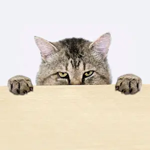 Whiskers Prints: Cat peeking out from behind the table surface