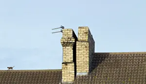 Chimneys Prints: Cat on rooftop