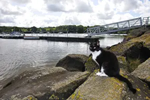 Moorings Prints: Cat sat on river bank, River Teifi, St Dogmaels