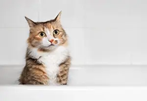Partial Prints: Cat sitting in bathtub after playing with water