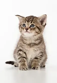 Cat Tabby kitten