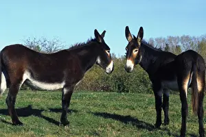 Donkey Prints: Catalan donkey (Equus asinus f. asinus)