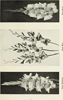 Vermont Prints: This catalog from Champlain View Gardens provides descriptions of gladiolus and delphinium species